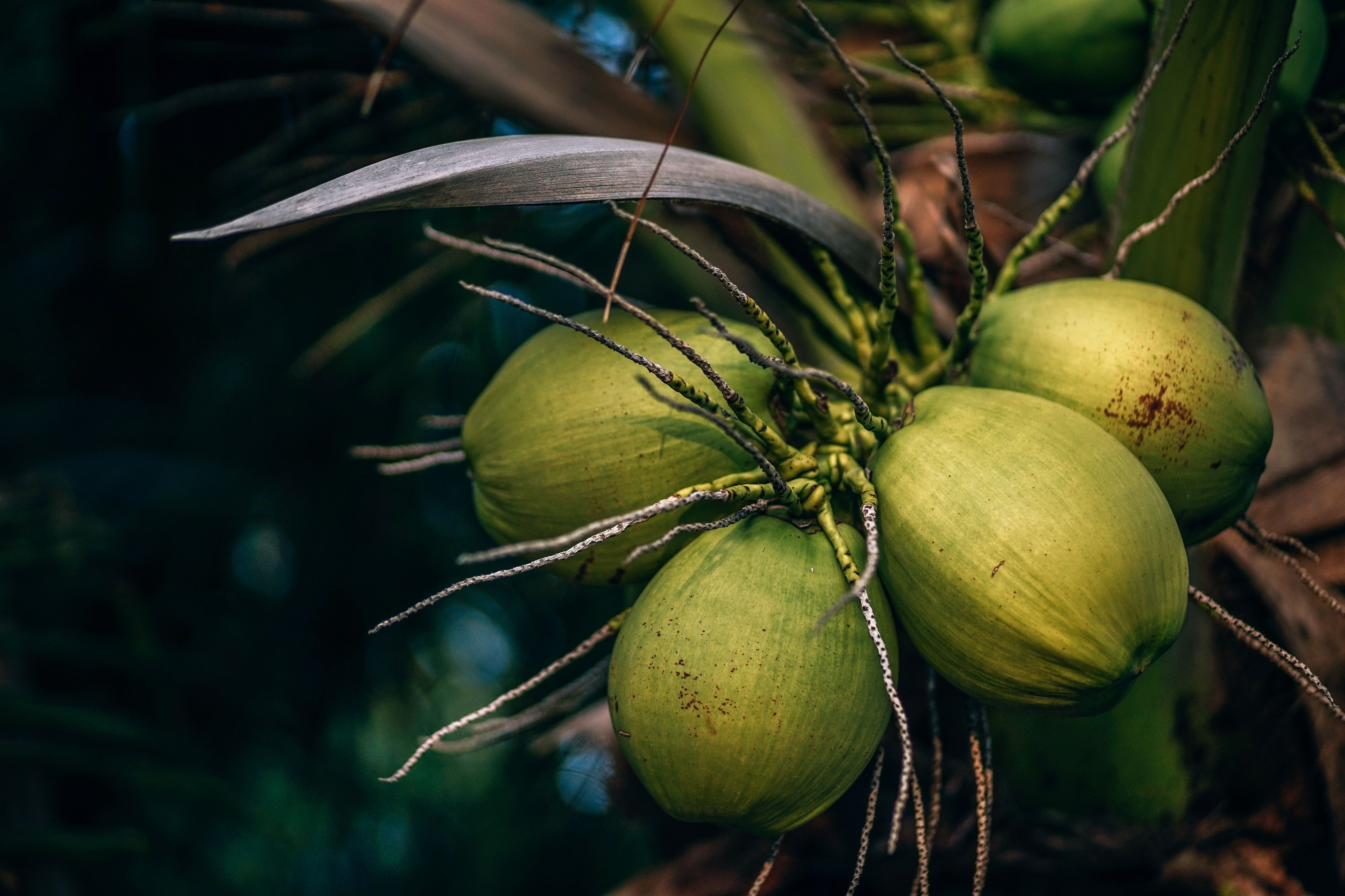 Coconut Products